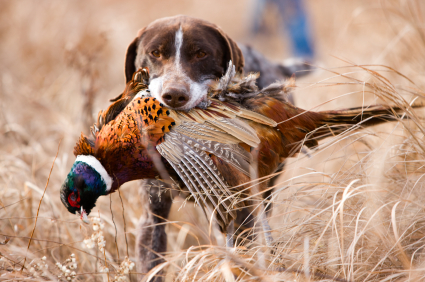 Farm-raised pheasants at Pheasant Grove
