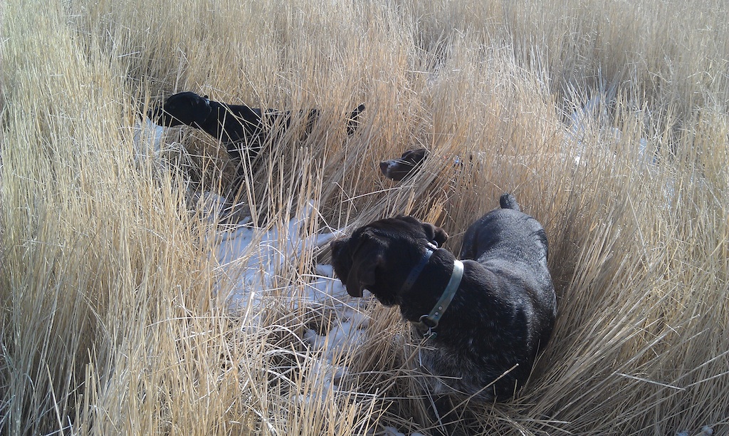 Dogs and hunters in the field