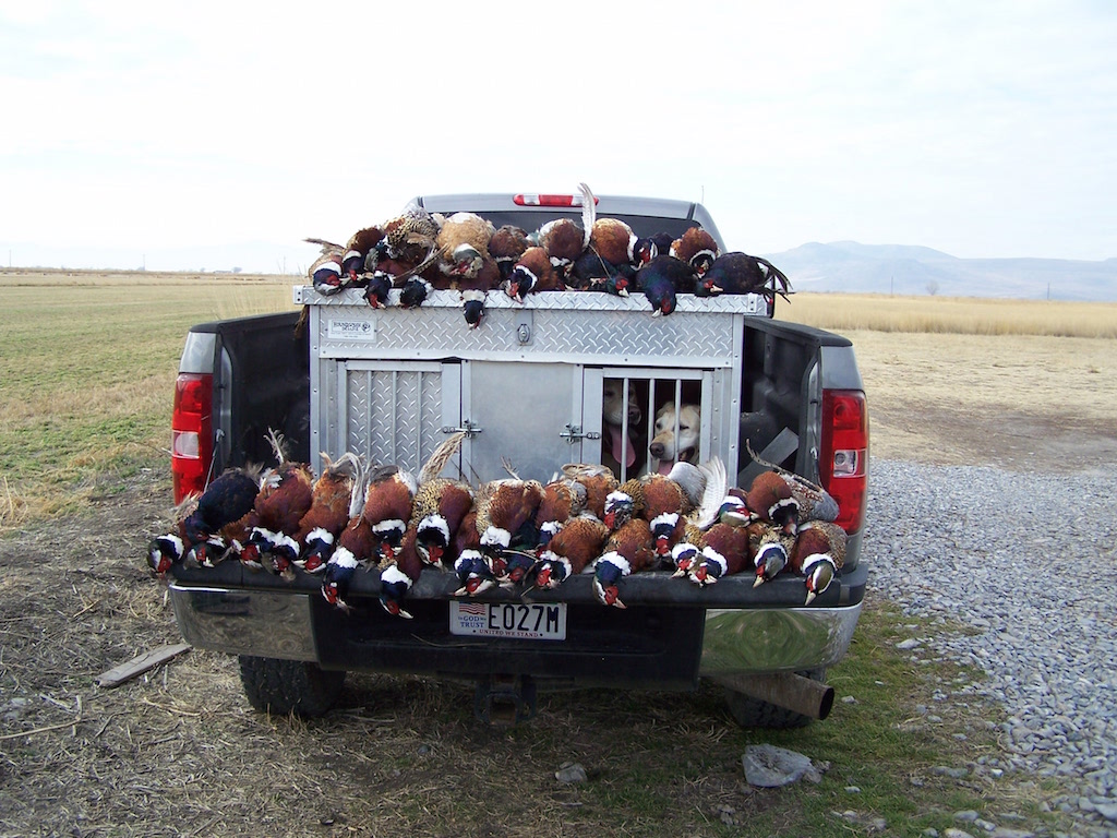 Dog retrieving